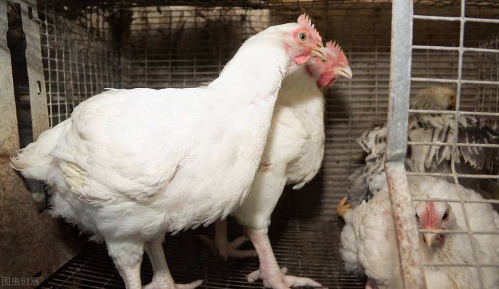 磺胺类药物引起的家禽中毒的诊疗