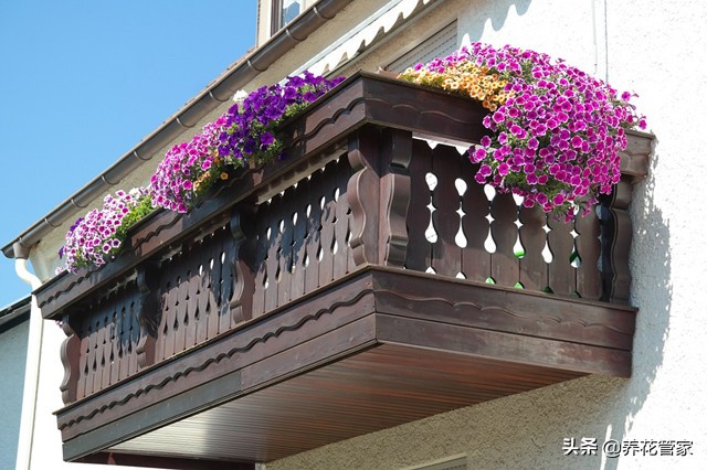 阳台花园种植的五种绿化方式，你钟爱哪一款？
