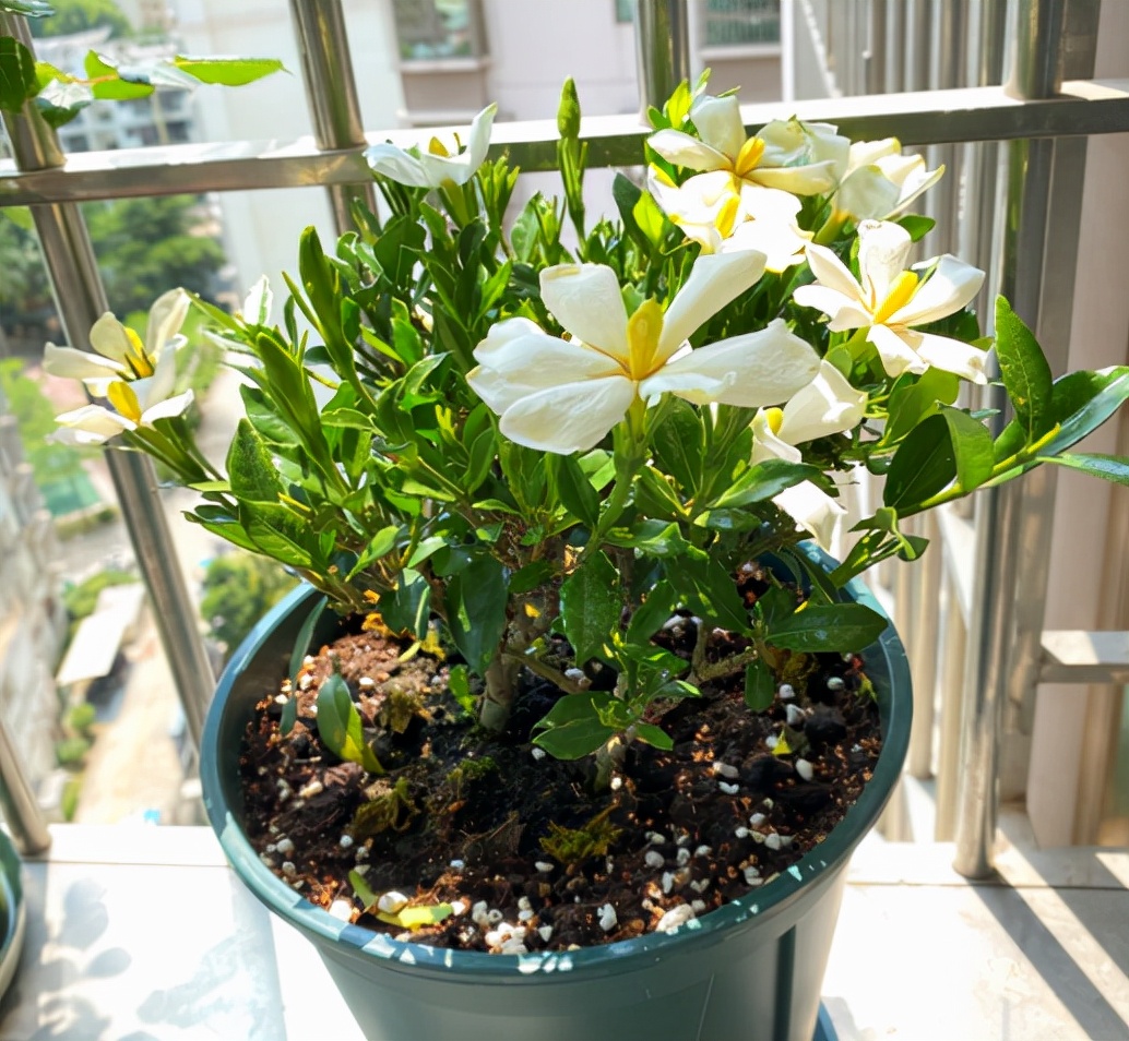 4种“盆景花”香味足，室内养一盆，好看又好养，养几十年不厌烦