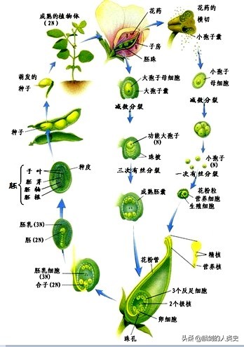 「地球生物全系列——植物篇」植物界—被子植物（下）