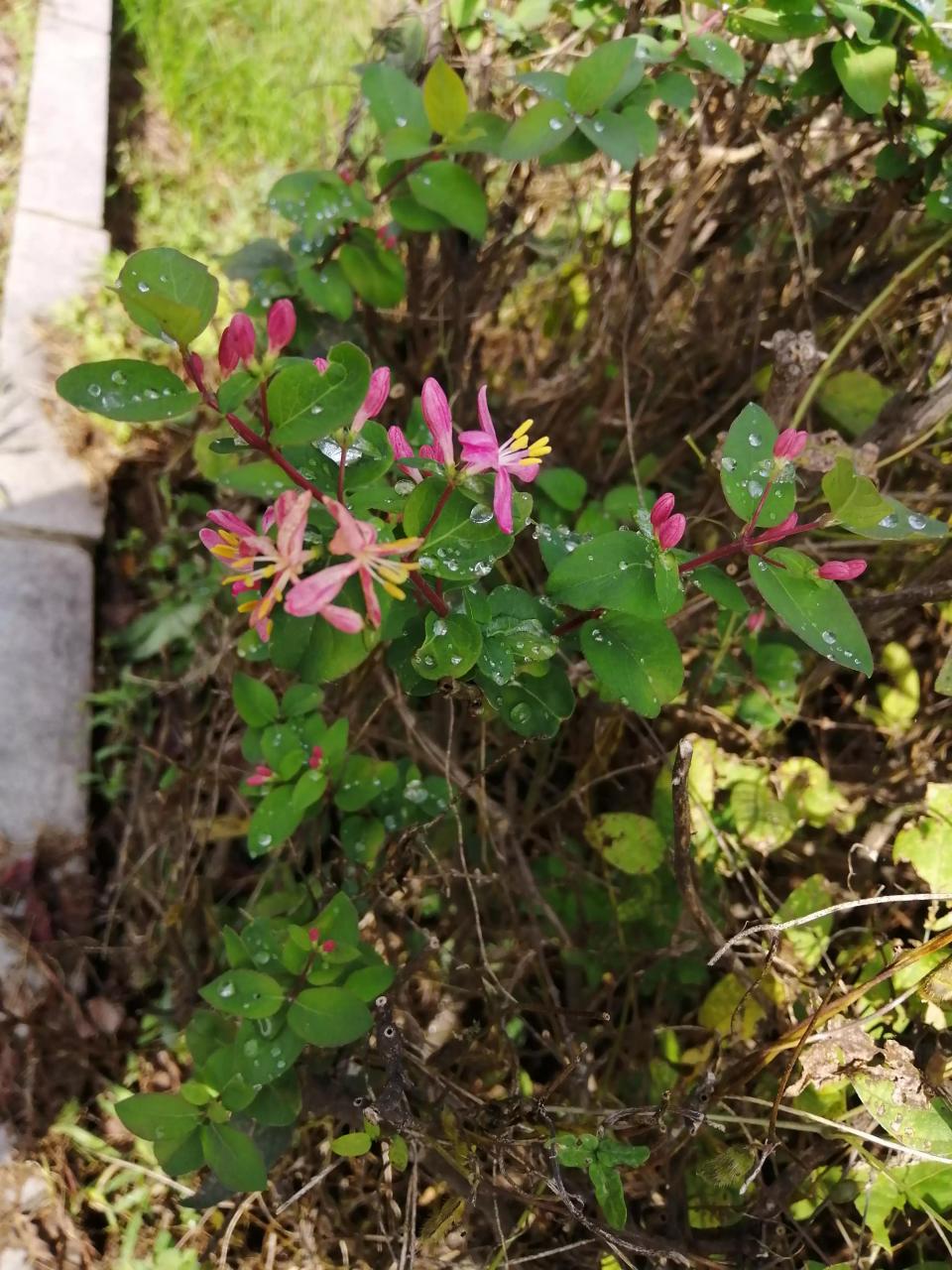 韭菜和羊毛新解