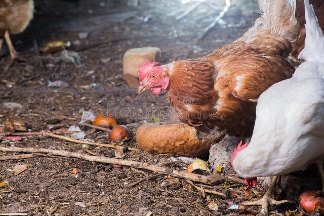磺胺类药物引起的家禽中毒的诊疗