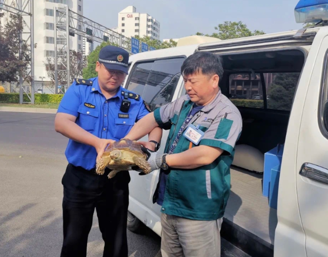 游客奥森偶遇大龟，专家：属国家二级保护动物苏卡达陆龟